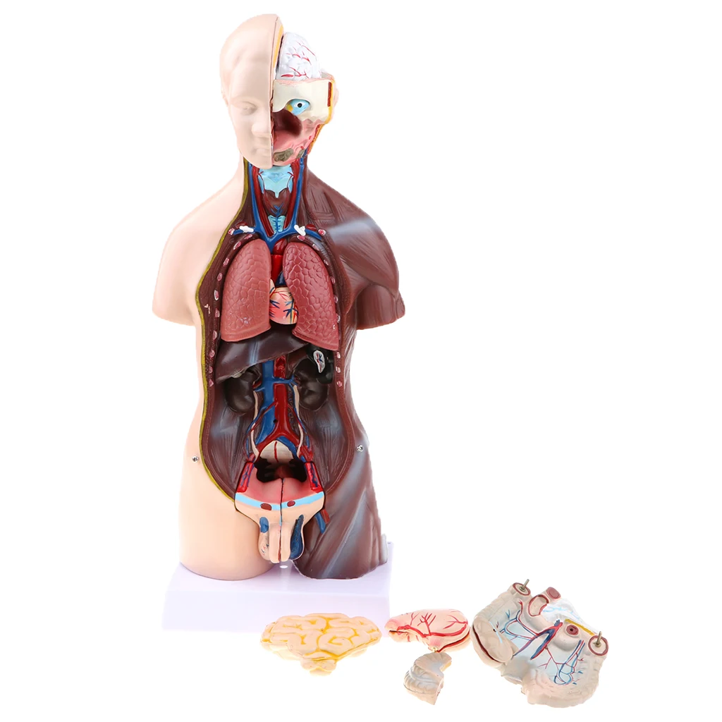 23 Parts Human Body Torso Model - Showing Section of Brain, Heart, Lung, Liver, Skull Cap etc.
