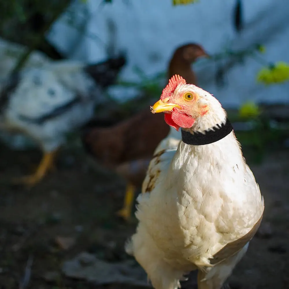 2 шт. воротник для курицы с защитой от шума|Переноски| |