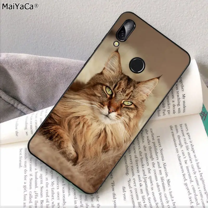 pet maine coon cat
