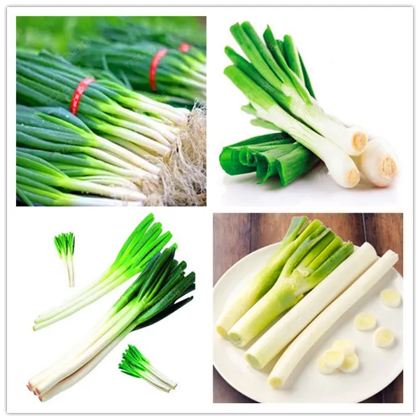 

100 pcs/bag Alone Root Shallot Four Seasons Evergreen Organic Delicious Scallion Bonsai Hydroponic Potted Plant for Flower Pot