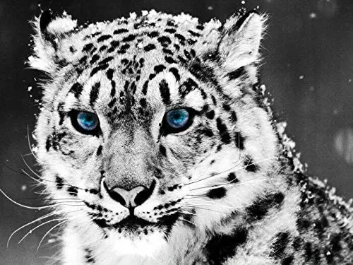 

New Vintage Retro Metal Tin Sign Snow Leopard Wild Animal Outdoor Street & Home Bar Club Kitchen Restaurant Wall Art Decor