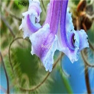 Ngryise 15 шт. набор Clematis florida Root - Цвет: 15