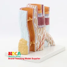 Человек 14 раз усилитель артерия вены сосудистая модель сосудистая анатомическая модель обучения медицине Mxg004