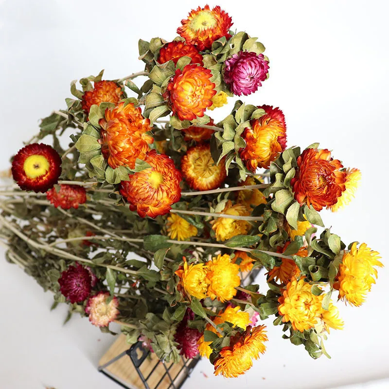 

Засушенные цветы хризантемы, 20 голов/пучок, натуральные, красочные, украшение для балкона, современное растение, украшение для дома, свадьбы