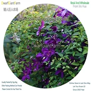 NGRYISE 8 шт. набор clematis корень