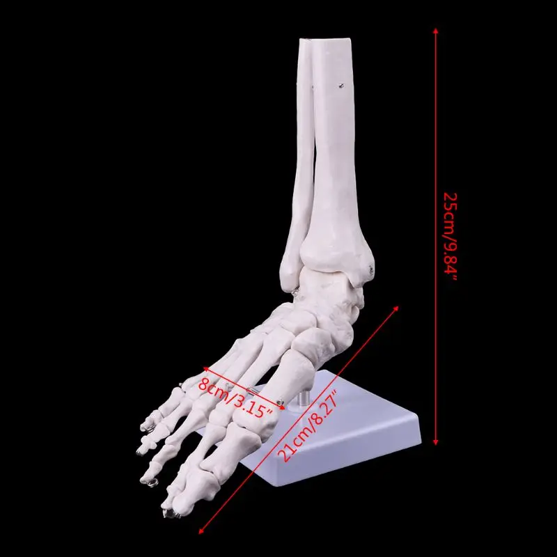 Медицинские научно-технические аксессуары Размер жизни ноги лодыжки сустава анатомический скелет модель медицинский дисплей инструмент для учебы дропшиппинг