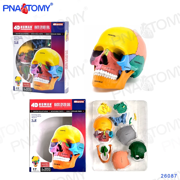 human-exploded-colored-skull-model-17-parts-anatomy-model-detachable-diy-educational-equipment-with-manual-4d-master-medical-use