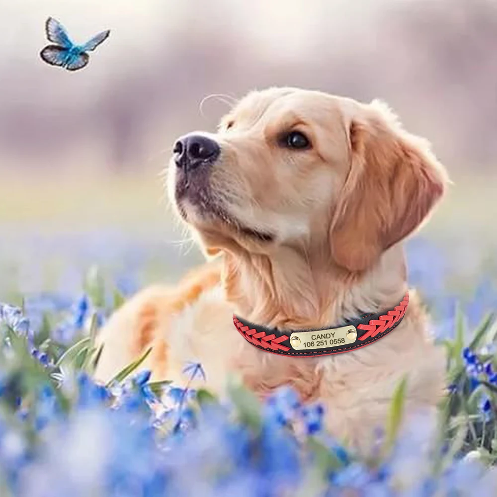 Perri's® Padded Leather Nameplate Dog Collar
