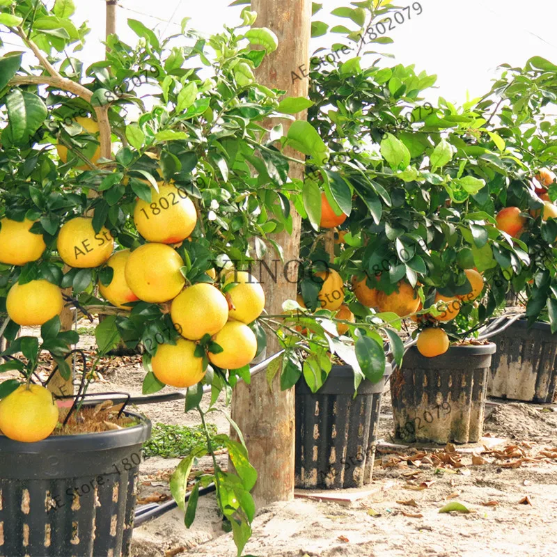 50/сумка Hardy Mini Pummello Pomelo Pomello дерево карликовый Као Пан грейпфрут! Редкие фруктовые растения бонсай для домашнего сада