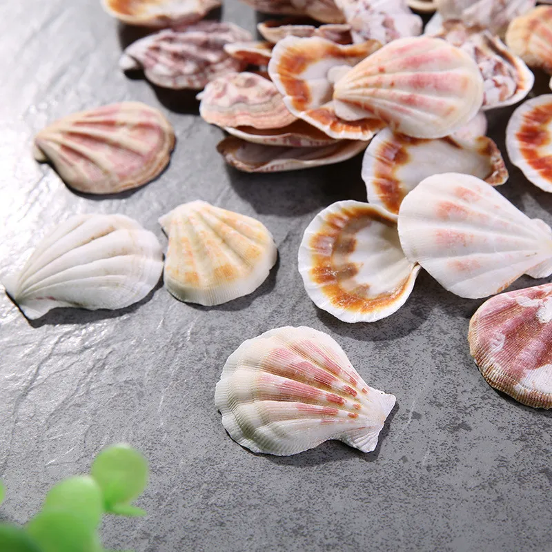 Thick Scalloped Conch for Fish Natural Decor Pattern Ocean Landscape Mediterranean Style 10 PCs/Lot