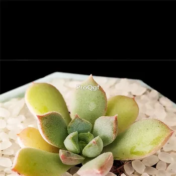 

Ngryise 5Pcs A Set Echeveria sugared