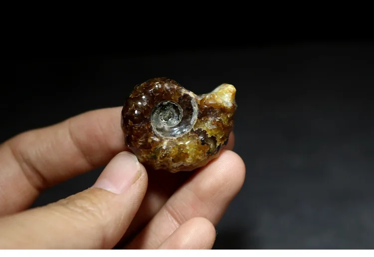 Натуральный Полированный аммонит окаменелость Образец древней морской Fossil образец Палеонтологическая окаменелость геологические учебные материалы