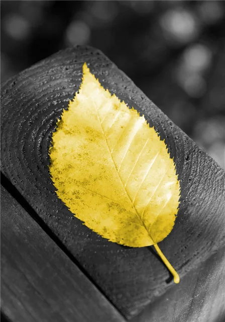 Black-and-White-Photograph-Landscape-Picture-Home-Decor-Nordic-Canvas-Painting-Wall-Art-Yellow-Scenery-Art.jpg_.webp_640x640 (2)