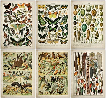 

Buttferflies Vintage Poster Bees Insects Birds Plumes Feathers Eggs Wall Art Posters and Prints Adolphe Millot Kraft paper