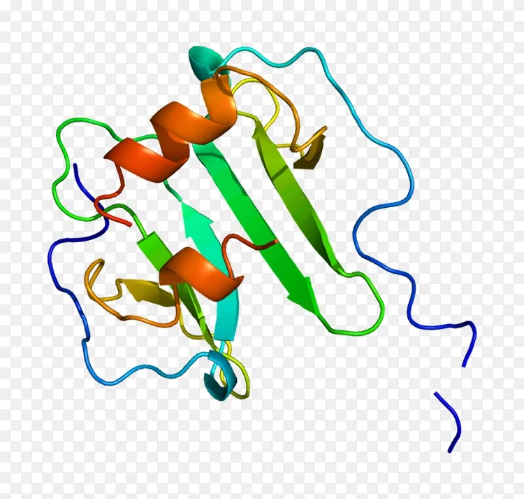 基质细胞衍生因子1 cxc趋化因子受体cxcr 4细胞因子