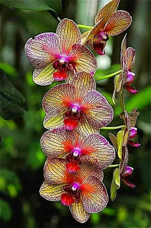 Распродажа! цветы в горшках Орхидея бонсай Cymbidium сад Цикада Орхидея Cymbidium Орхидея при цветении 100 шт,# T4TKSW - Цвет: 14