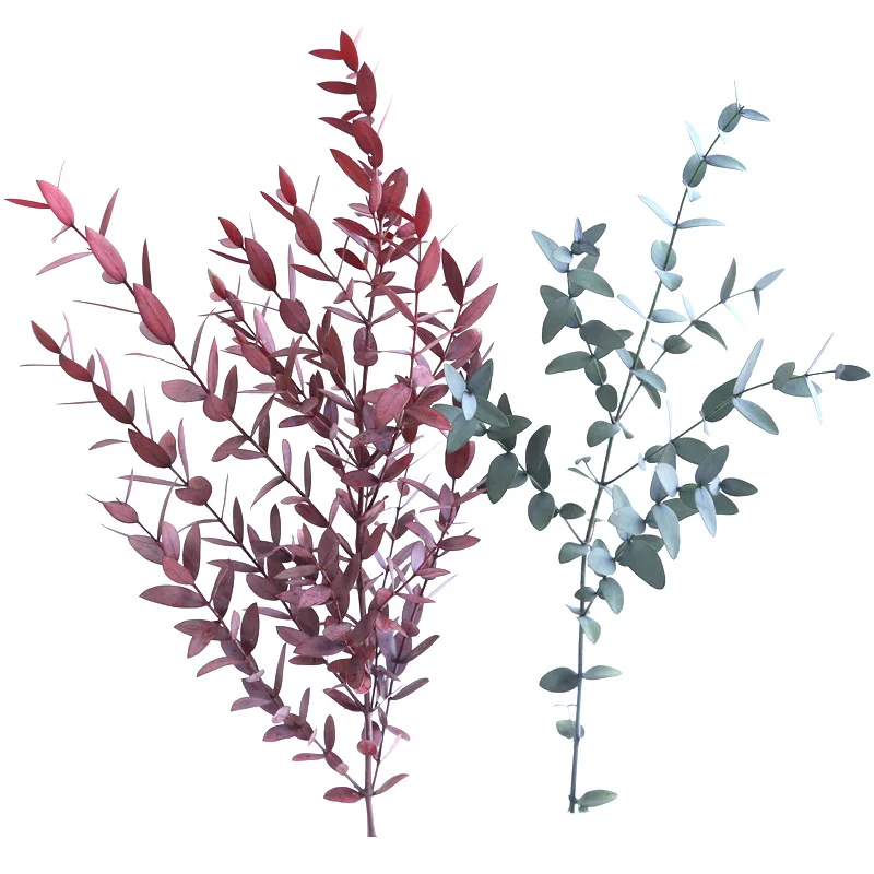 Fei li ya Yunnan производители оптом 100 г/пучок высокого качества сохраненные свежими цветами эвкалипта свежести листья ложа эвкалип