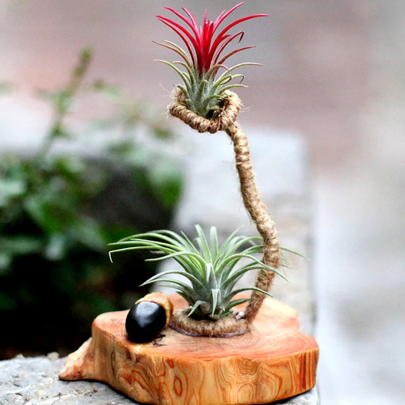 

Горшок для цветов в горшках, бонсай, Феникс, лайи, Красный Эльф, туя, кипарис, подставка, однотонный горшечный орнамент для украшения дома и сада