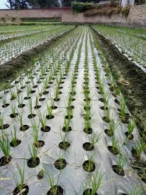 TB1EROnOXXXXXcnXVXXXXXXXXXX_!!0-item_pic_副本