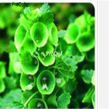 

Prodgf 10Pcs A Set Fritillaria Bulb