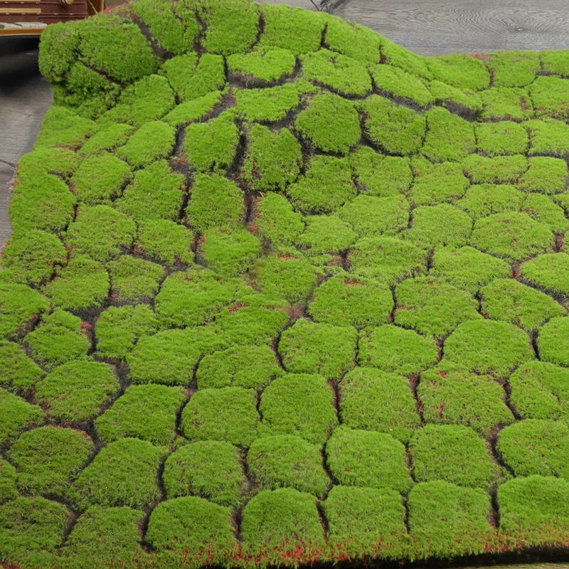 Sphagnum Moss Mat Panel- 100cm x 100cm