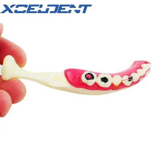 

1pcs Dental MandibularTeeth Demonstration Anatomical Patient Study Teach Model
