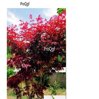

Ngryise 1000Pcs A Set Acer palmatum