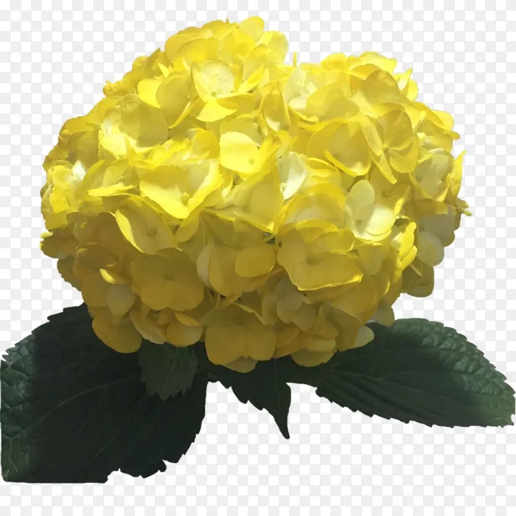 绣球花黄色浅色绣球花png图片素材免费下载 图片编号7054 Png素材网 绣球花黄色浅色绣球花png图片素材免费下载 图片编号7054 Png素材网