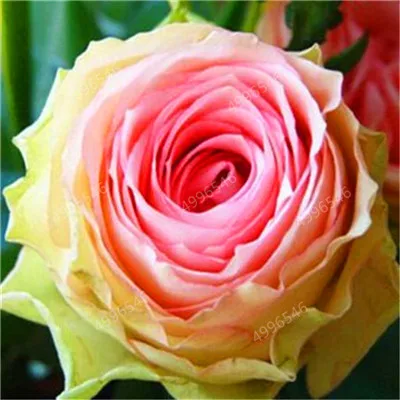 200 шт Редкие голландские радужные розы домашний сад бонсай редкие Цветочные растения радужные розы Флорес, розы саженцы - Цвет: 3