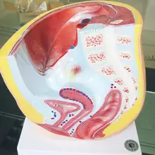 1 части женский таз Сагиттальный Сплит поверхность анатомическая модель для медиков обучающая модель напрямую от производителя