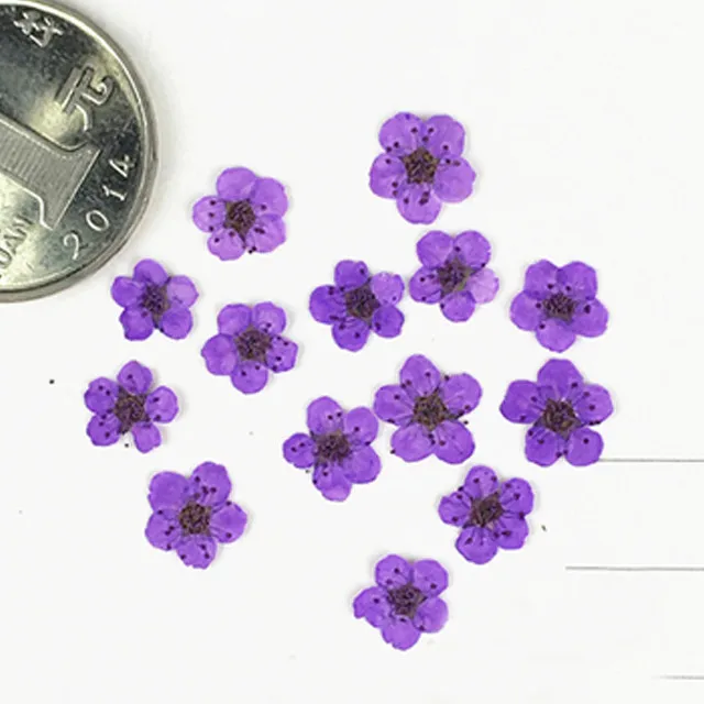 熏衣草紫色-0.8CM