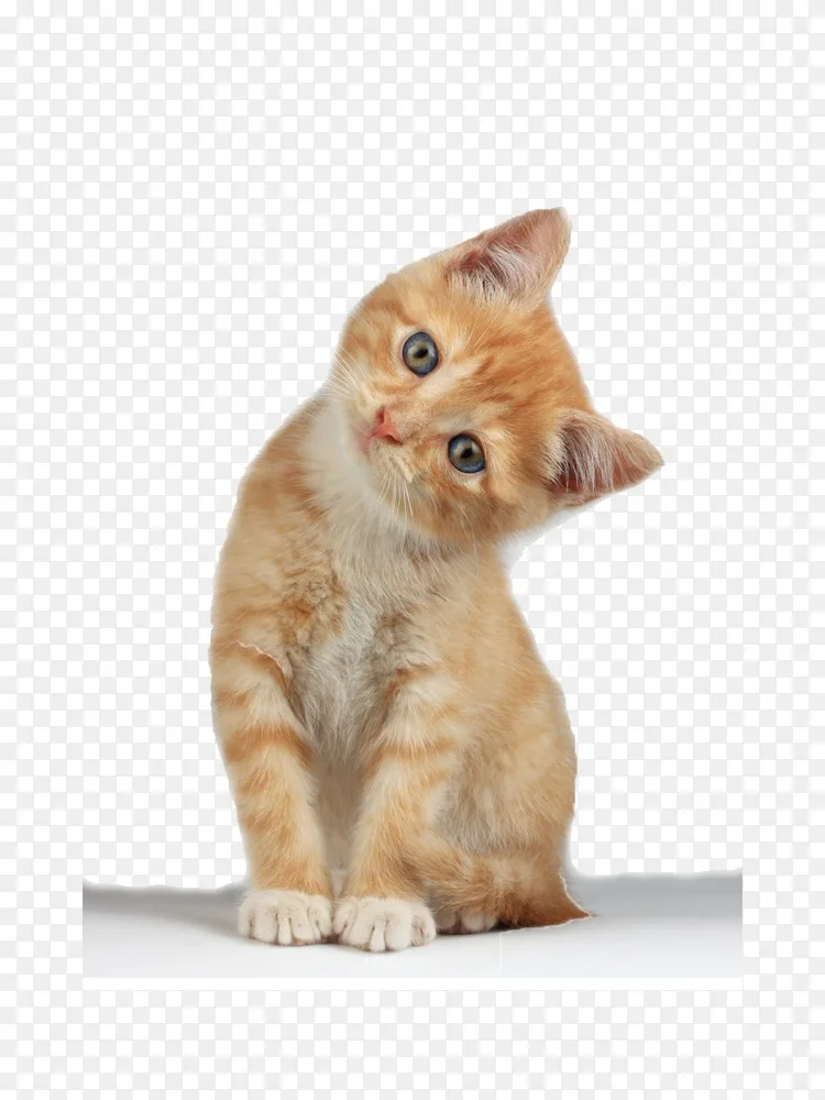 蒙奇金猫苏格兰折叠小猫剪贴画 小猫png剪贴画png图片素材免费下载 图片编号737 Png素材网