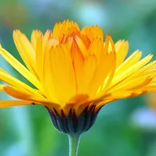 Seedssun aynсобой SAFA BLOSSOM*(Календула офисная