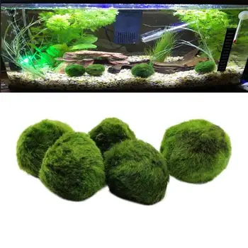 

5pcs Aquarium Plants Marimo Moss Ball Terrarium Cladophora Ball Decorative Plant Ornaments For Fish Tank Aquarium Accessories