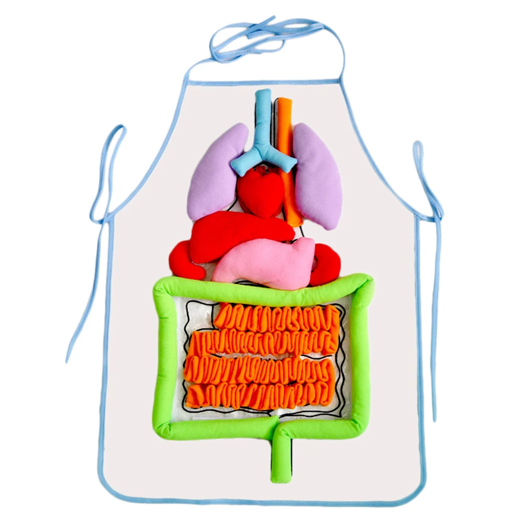 Kids Educational Body Apron Toy Children  Human Organs Awareness Toys Transparent Apron Science Learning Toys 