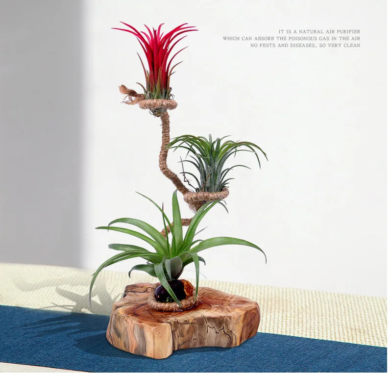 Planta de ar vasos bonsai phoenix laiyi