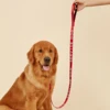 Service Dog Leash with Neoprene Handle 3