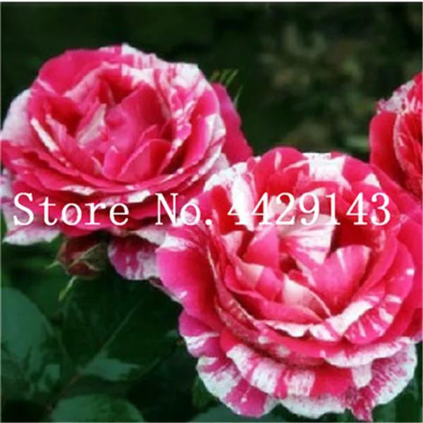 Карликовые деревья розы 200 шт./пакет Германии Редкие Дракон Роза бонсай растения для «сделай сам» для дома и сада и балкона