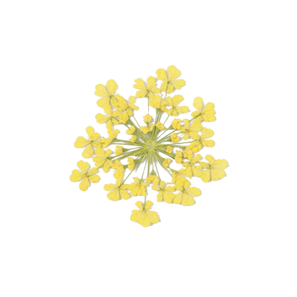 100 шт прессованный высушенный цветок Ammi Majus эпоксидная смола для маникюра DIY Декор для телефона