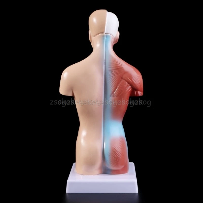 Тела туловища человека модель анатомия, анатомический медицинский внутренние органы для обучения Mr25 19; Прямая поставка