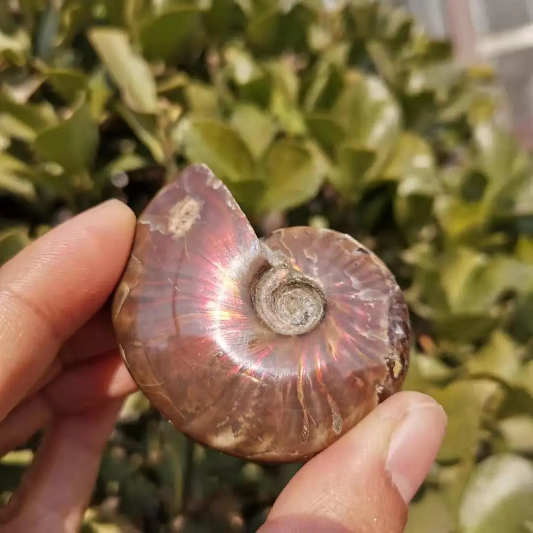 40 ~ 50Mm Ammonite Fossile Arcobaleno Ammonite Fossile Pecimens Madagascar