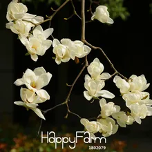 Самый продаваемый садовые растения Магнолия flores дерево бонсай растения из многолетний цветок Плант многоцветный 100 шт./упак.,# EGDUP9