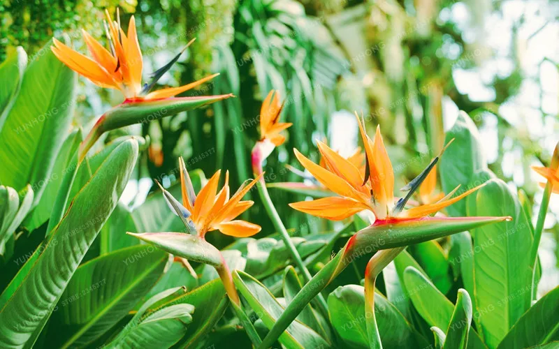 Комнатное растение в горшке, цветок апельсина Strelitzia Reginae, бонсай, райская птица, бонсай, jadim Bonsai Sementes, 50 частиц/лот