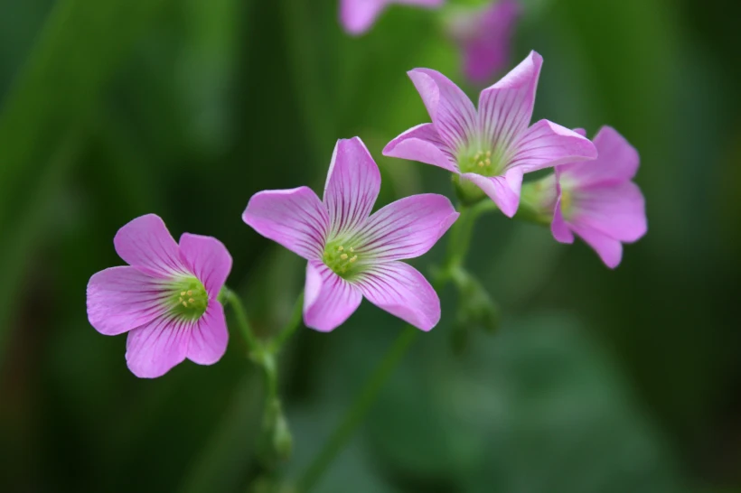 61JTV7JQlyL._SL1500_