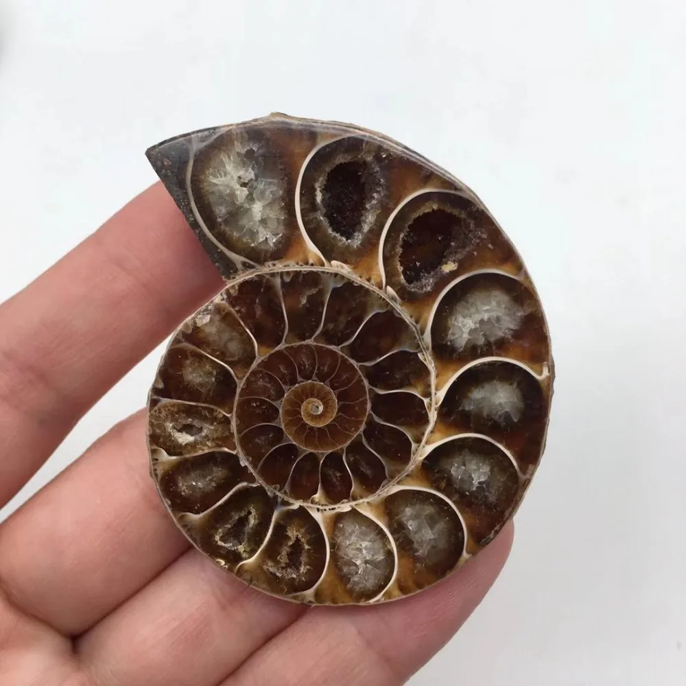 Ammonite Sea Snail fossils (5)