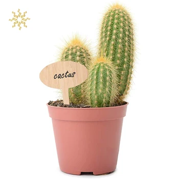 

50pcs Plant Labels Bamboo Waterproof Wooden Plant Tags For Garden Outdoor Plant K802