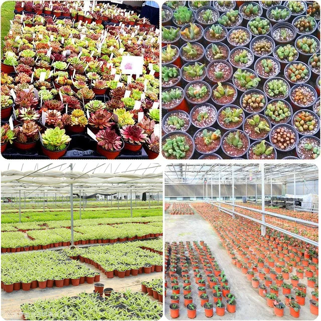 20/50PCS 구멍을 가진 소형 플라스틱 꽃 냄비는 가정 정원에서 사용할 수 있는 상자 형태의 냄비로, 식물들의 남비 종묘장에 이식할 때 사용할 수 있습니다.