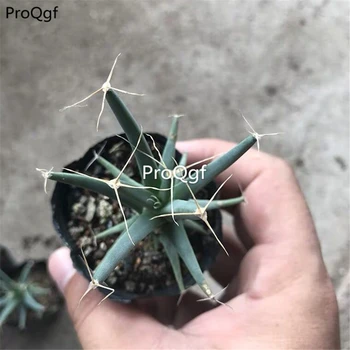 

Ngryise 3pcs a set Leuchtenbergia