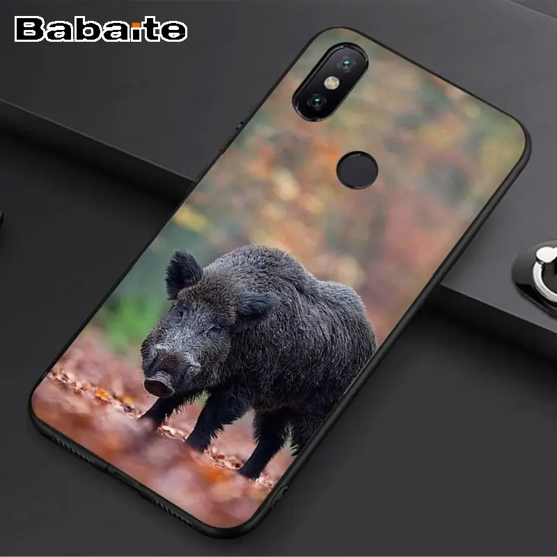 Wild Boar pig animal