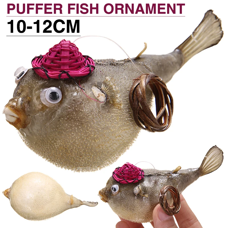 Puffer Fish Taxidermy Pure Natural Marine Animal Crafts Car Home Pendant Old-fashioned Puffer Fish Taxidermy Specimen Pendant